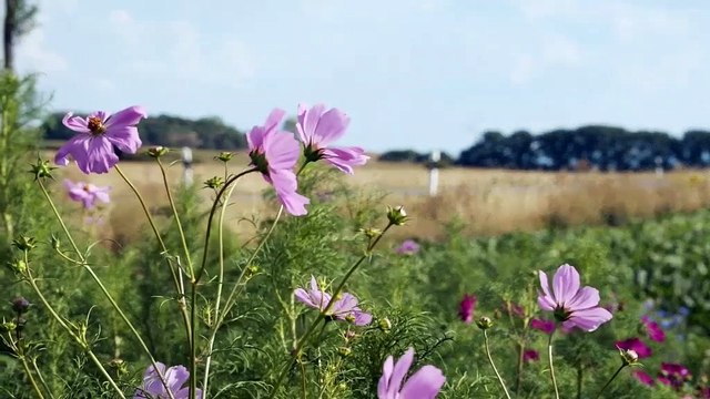 Volkswagen Golf hybride rechargeable 2020 (Conduite)