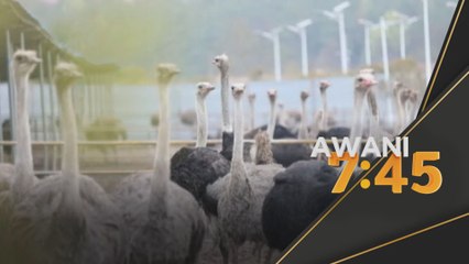 Ternak burung unta bantu basmi kemiskinan