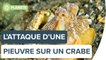 L'attaque surprise d'une pieuvre sur un crabe | Futura