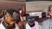 'Gen X lover dresses up her dog as 'James Crockett' from Miami Vice'
