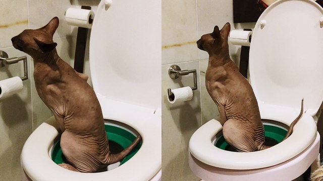 'Owner records Sphynx cat using human toilet without any help'