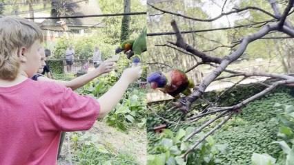 'Mischievous birds scare off kids after being fed by them  '