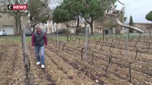 Aude : un viticulteur russe au bord de la faillite, ne peut plus payer ses employés français