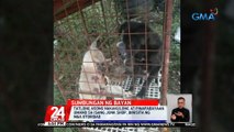 Tatlong asong nakakulong at pinapabayaan umano sa isang junk shop, binisita ng mga otoridad | 24 Oras