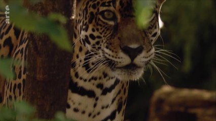 La fabuleuse histoire de l‘évolution - Le Costa Rica