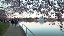 لوحات طبيعية خلابة في واشنطن مع تفتح أزهار الكرز