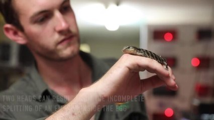 Two-headed Blue Tongue Lizard