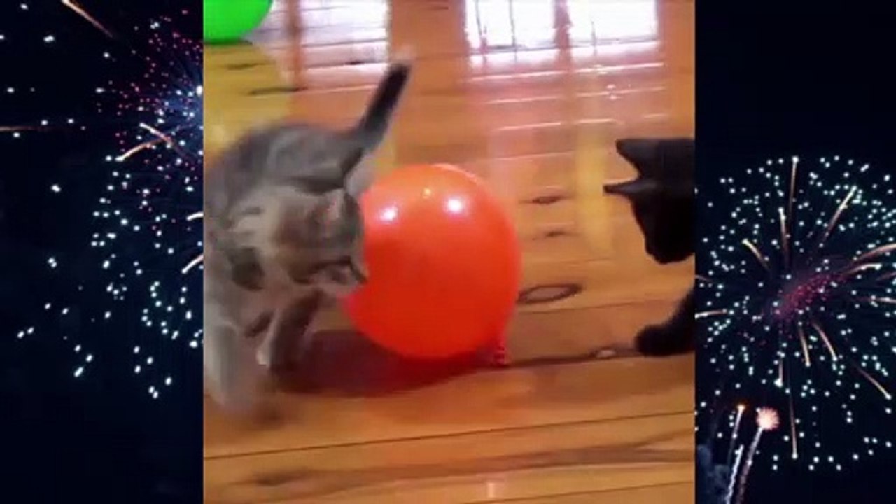 The Ultimate Guide To Cat Play With Balloon