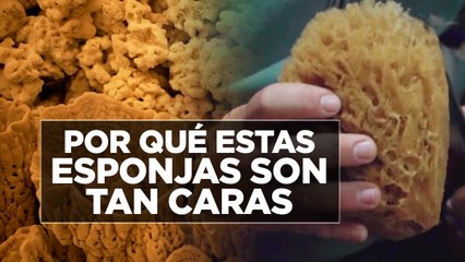 Por qué son tan caras las esponjas de mar del Mediterráneo