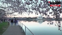 لوحات طبيعية خلابة في واشنطن مع تفتح أزهار الكرز