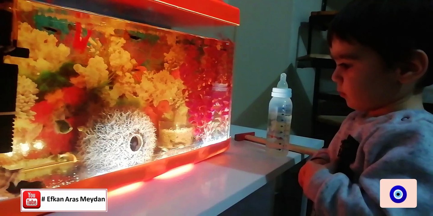 Aquarium and Efkan Aras ❤️