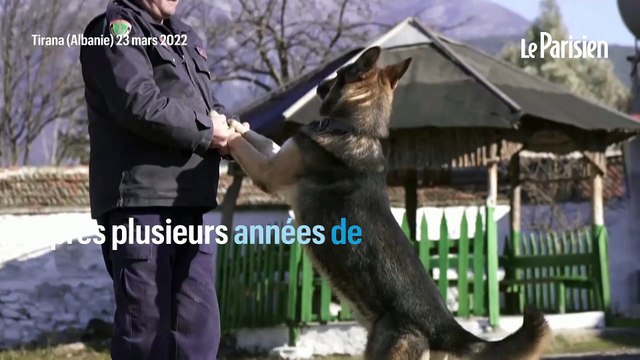 L’Albanie vend aux enchères ses chiens policiers à la retraite