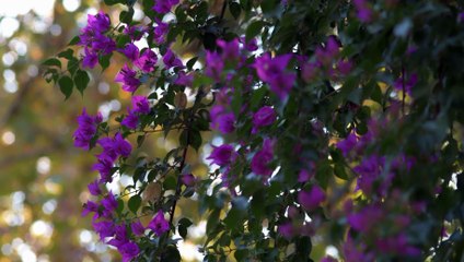 A las mujeres de España. María Lejárraga - Tráiler