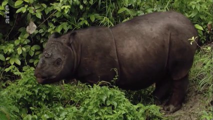 La fabuleuse histoire de l‘évolution - Bornéo_