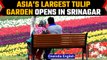 Asia’s largest Tulip garden opened for public in Kashmir’s Srinagar | Oneindia News