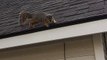 Squirrel Visits Rescuer in Search of Treats
