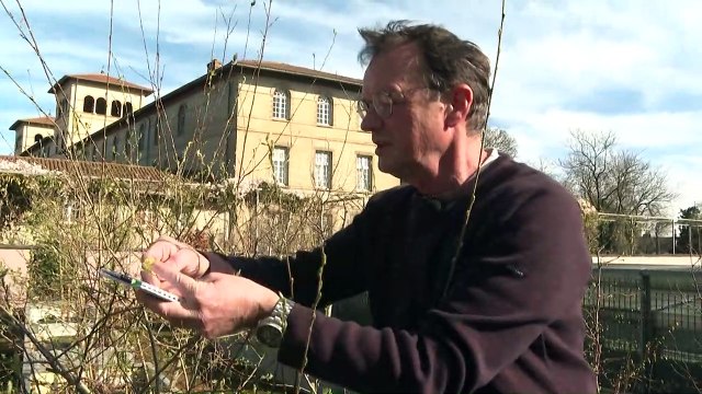 A Rennes, un pollinarium sentinelle pour mieux traiter les allergies
