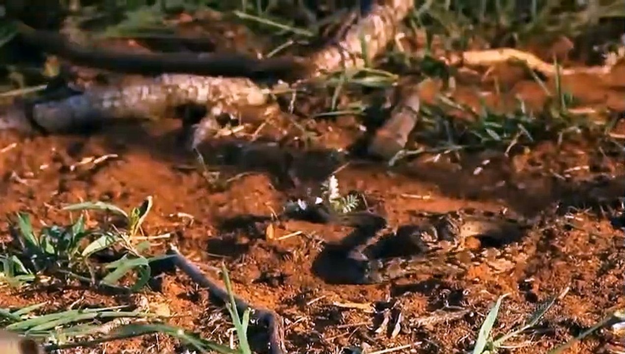 Horrifying... Mongooses Join Forces To Attack The Only King Cobra In The Desert - Animals Attack