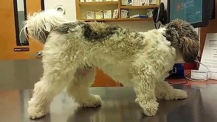 Cão congela de medo durante visita uma ao veterinário
