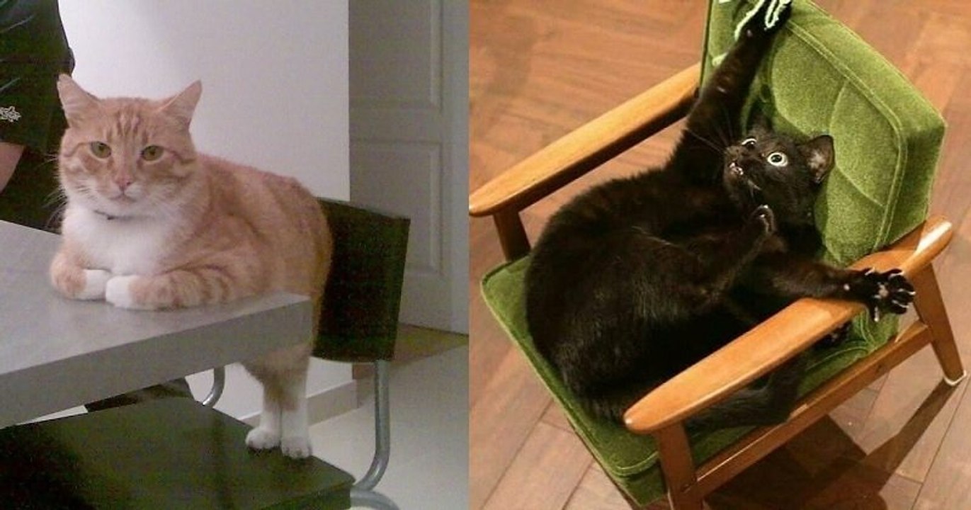 Ces 22 photos hilarantes d'animaux de compagnie difficiles à expliquer