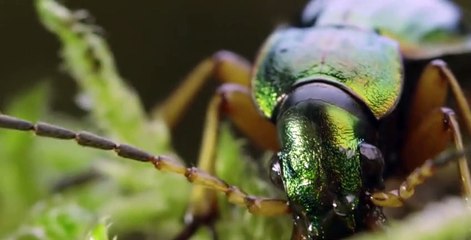 Macro Worlds S01 E03