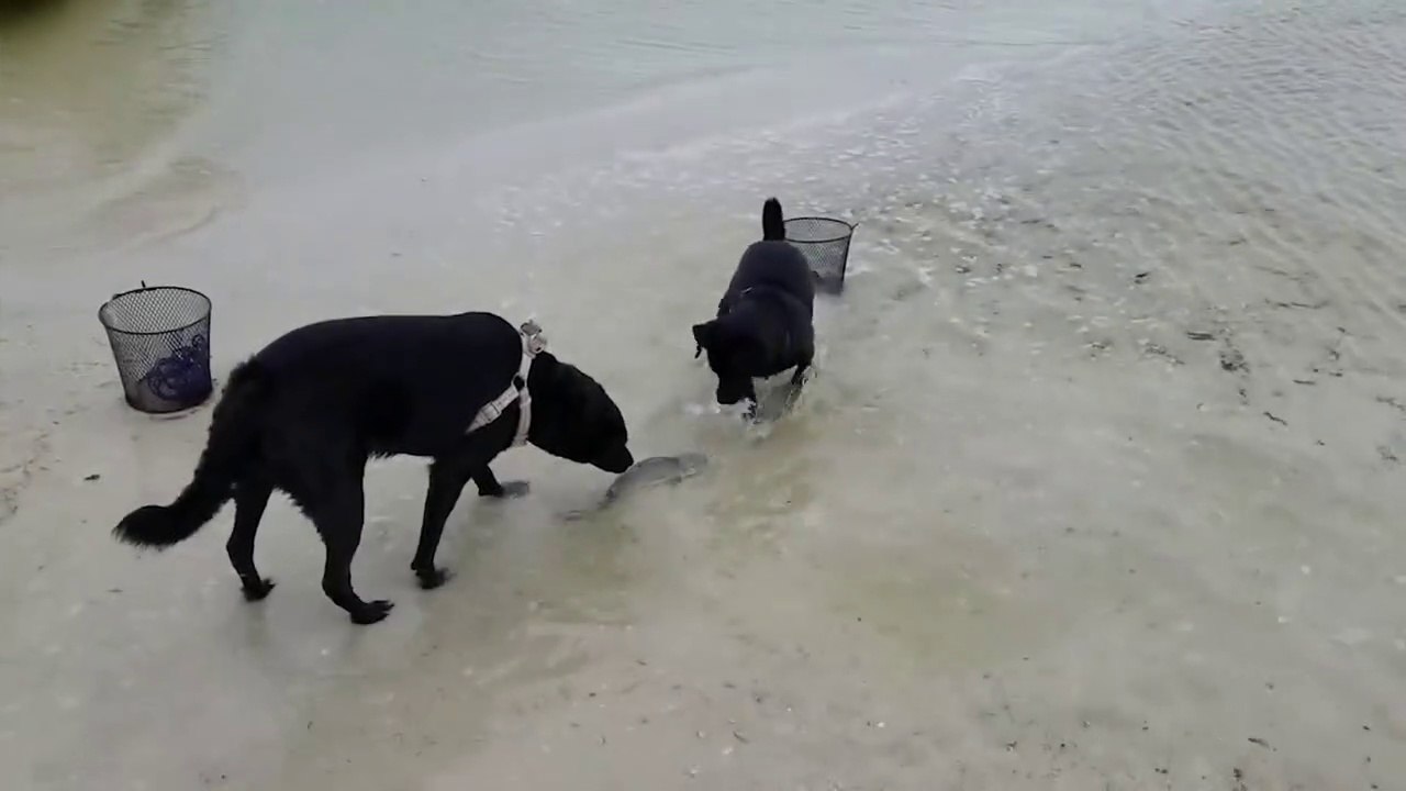 Des Actes Héroïques D'animaux Capturés À La Caméra !