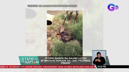 Télécharger la video: Pitong manok na panabong galing Luzon na ibinyahe pa-Cebu Province, pinatay | SONA