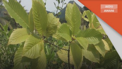 Ketum | Kedah cadang tambah syarat sekatan kepentingan tanah