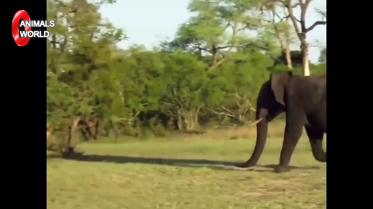 Elephant Save New Born Baby From Lion - Amazing Attack of Animals - Lion Video National Geographic