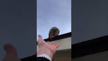 Squirrel Visits Rescuer in Search of Treats