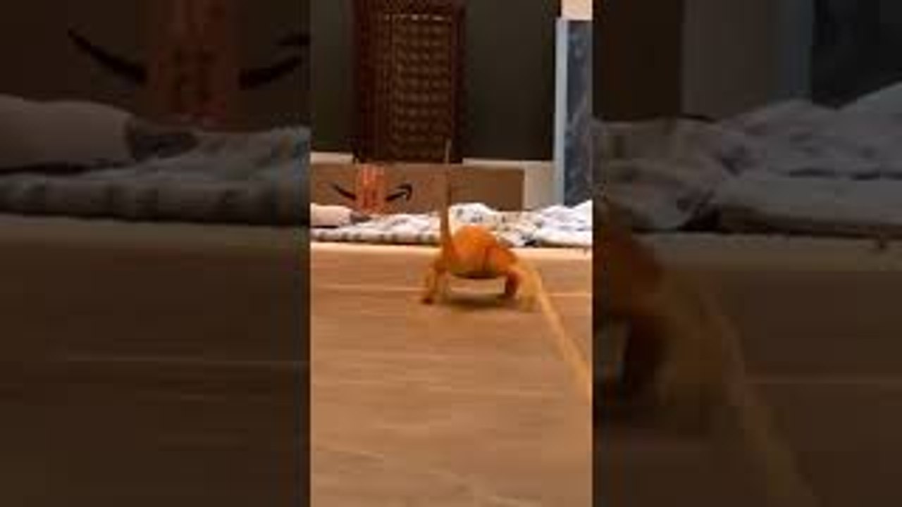 Lizard Slips on the Floor