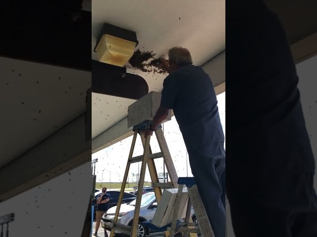 The Bee Whisperer