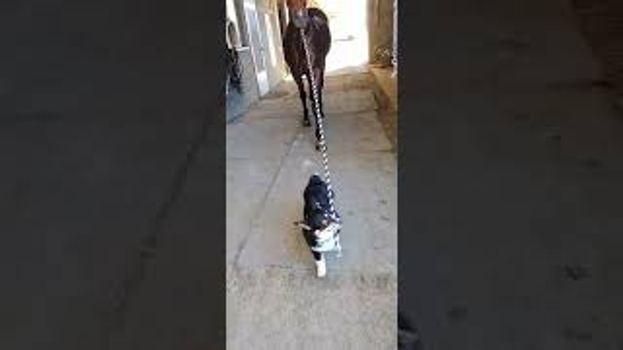 Tripper the Corgi Leads Jetty the Horse into the Barn