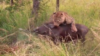 It's Funny... Lion Is Bitter About Being Harassed By Hyenas In His Confrontation With Warthog