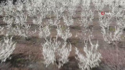 Çiçek açan meyve bahçeleri Amik Ovasını renklendirdi