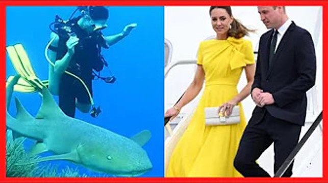 Kate Middleton et le prince William nagent avec des requins : ces images qui éblouissent les inter