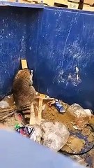Un raton-laveur vraiment très intelligent