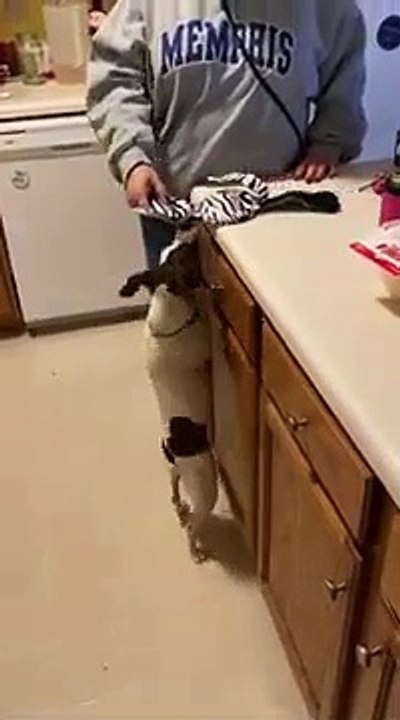 Princess gets her Zebra from Petco