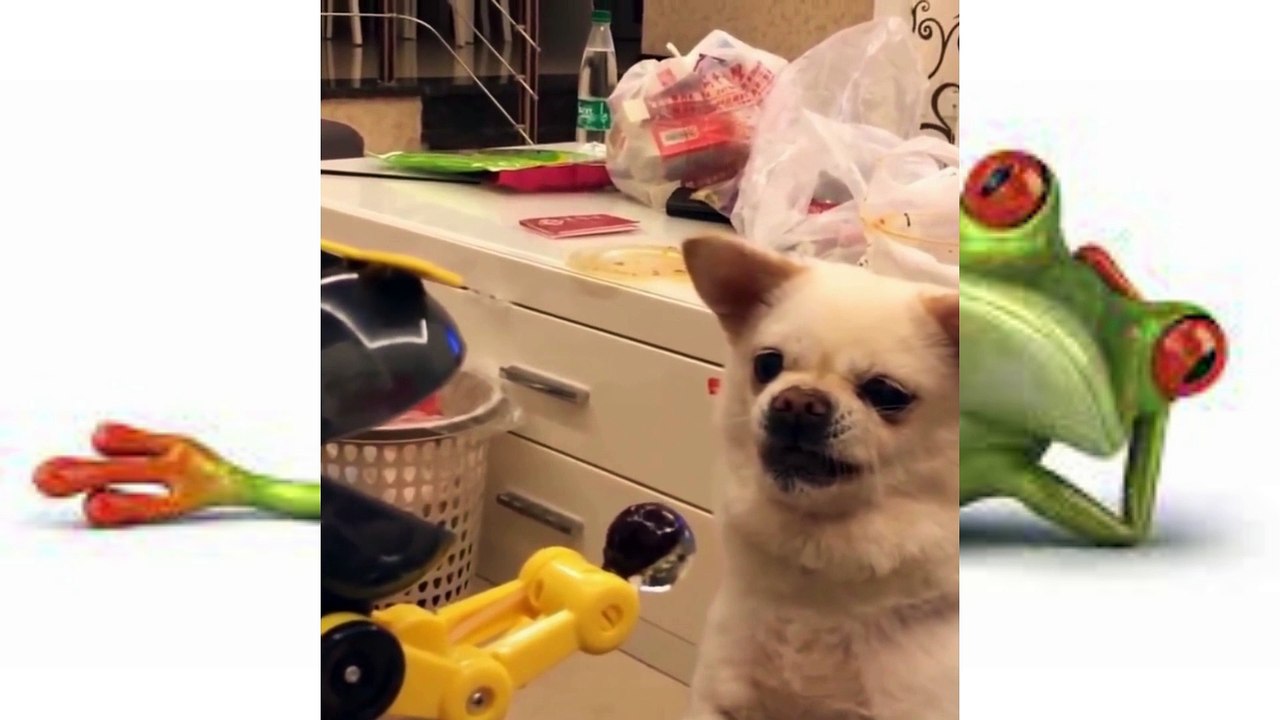 Funniest Cats and Dogs | Funny Animal Videos | Fun Shorts #510