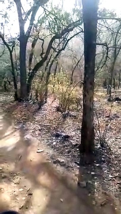 रणथम्भौर: उम्रदराज बाघिन टी-8 से मिल सकती है खु...