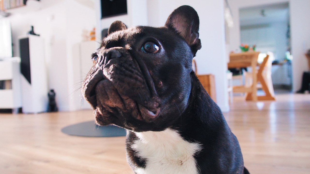 Top life changes people make for their pets