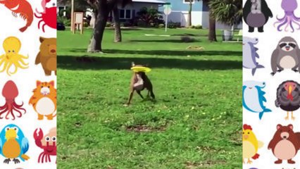 Funny Videos | Funny Animals Videos | Reel No #380