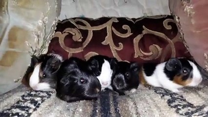 BABY CAVIA PORCELLUS CLOVER PIXIE DAVID PIXIE CLOVER 20210327_055925