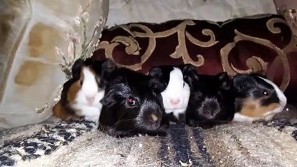 BABY CAVIA PORCELLUS CLOVER PIXIE DAVID PIXIE CLOVER 20210327_060023