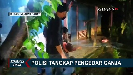 Download Video: Polisi Tangkap Pengedar Narkoba di Sukabumi, Pelaku Tanam Ganja di Pot