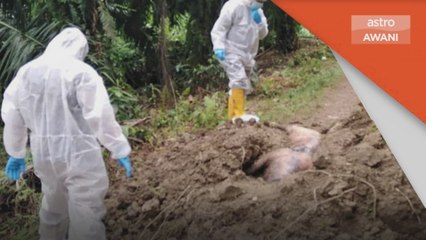 Wabak ASF | Nabawan daerah ke-10 dilanda Demam Babi Afrika