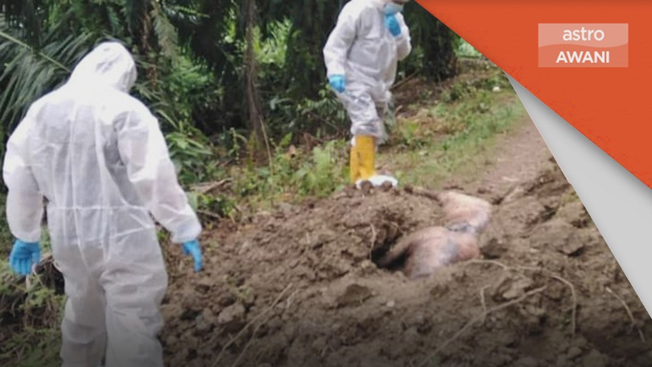 Wabak ASF | Nabawan daerah ke-10 dilanda Demam Babi Afrika