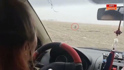 Penumpang berdepan detik cemas, harimau pecahkan cermin kereta