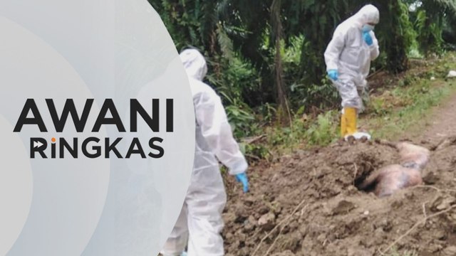 AWANI Ringkas: Penularan wabak demam babi Afrika di Sabah