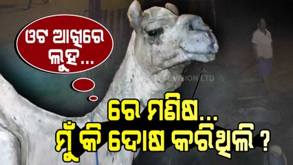 Owner Abandons Old Camel On Roadside In Cuttack (BAR) May Starve To Death